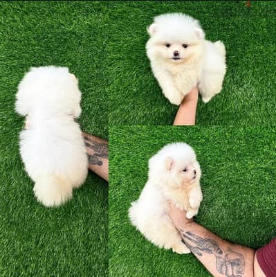 White Pomeranian for sale