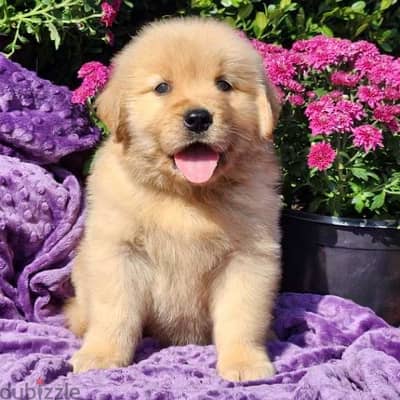 Golden retriever for sale