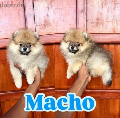 Male Pomeranian puppy for sale