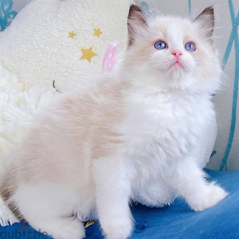 Vaccinated Ragdoll kittens 0