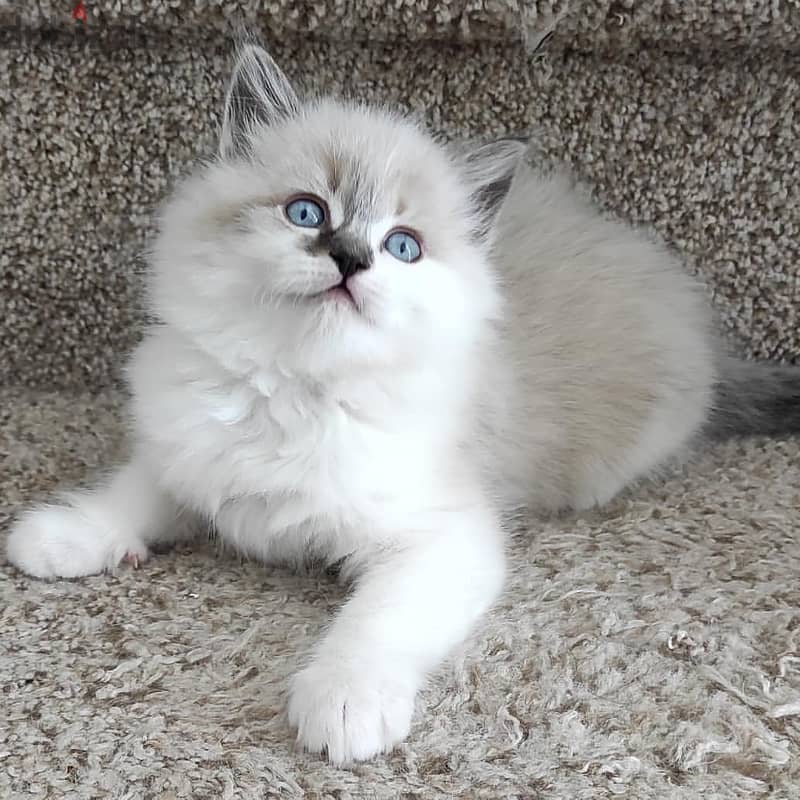 Vaccinated Ragdoll kittens 1