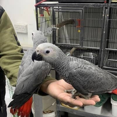 Talking African Grey parrots