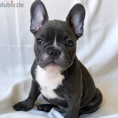 French Bulldog puppy for sale