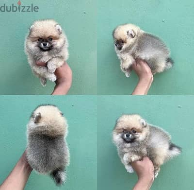 Female Cream Pomeranian for sale