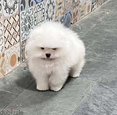 Female Pomeranian for sale