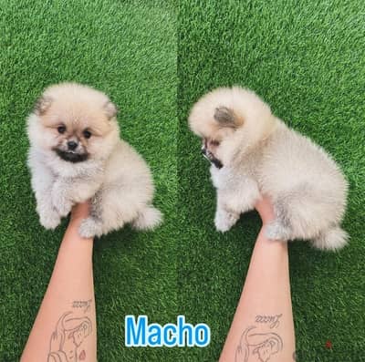 Cream Pomeranian for sale