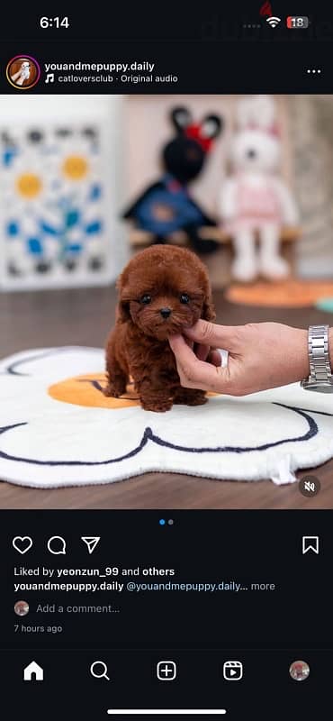 Red Poodle puppy for sale 0