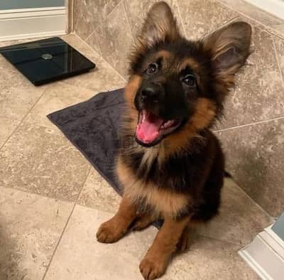 Male German Shepherd for sale