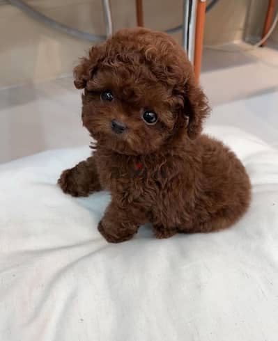 Mini poodle for sale