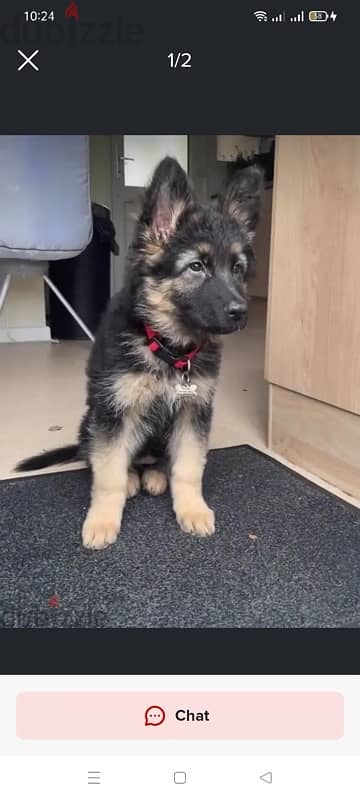 German Shepherd for sale