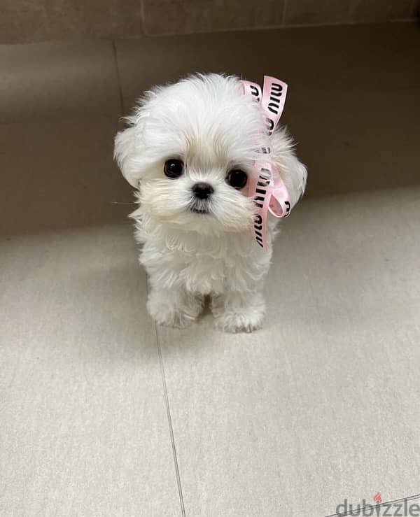 White Mini poodle for sale 0