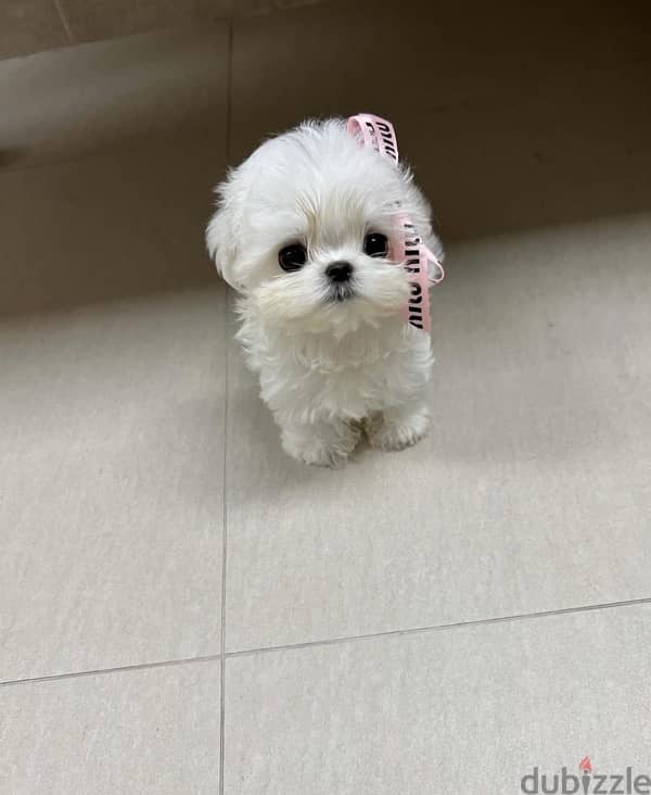 White Mini poodle for sale 1