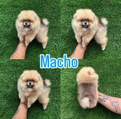 Male purebred Pomeranian