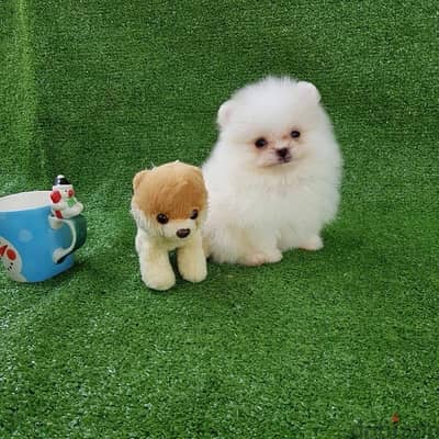 White Female Pomeranian for sale