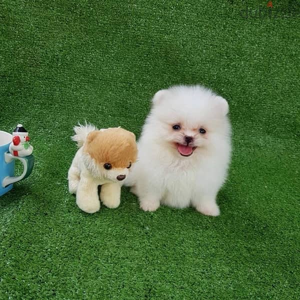 White Female Pomeranian for sale 1