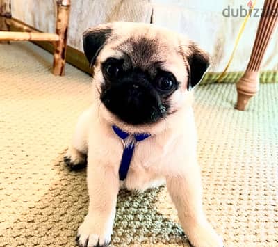 Male pug puppy for sale