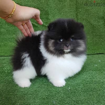 Purebred Pomeranian for sale