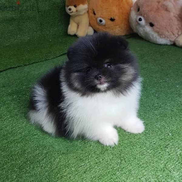 Purebred Pomeranian for sale 1