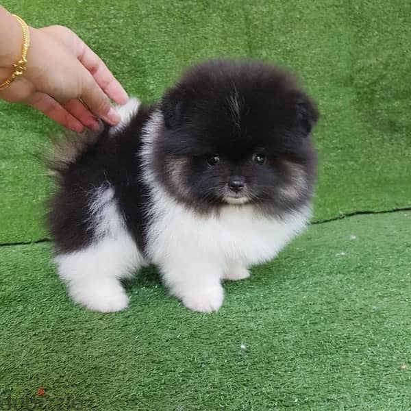 Purebred Pomeranian for sale 2