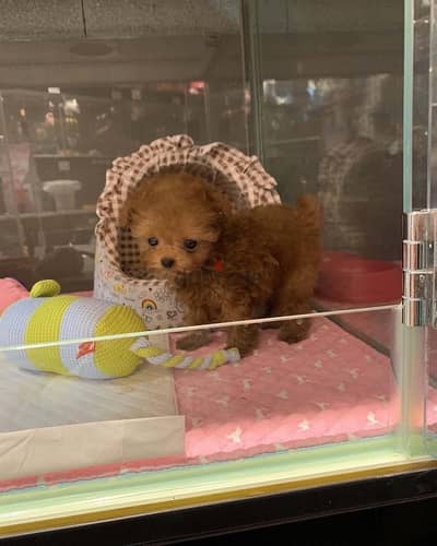 Tea,cup Poodle puppy for sale