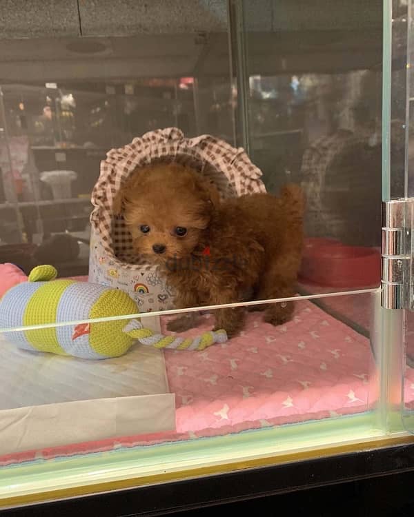 Tea,cup Poodle puppy for sale 0