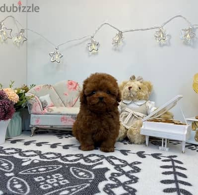 Mini Poodle puppy for sale