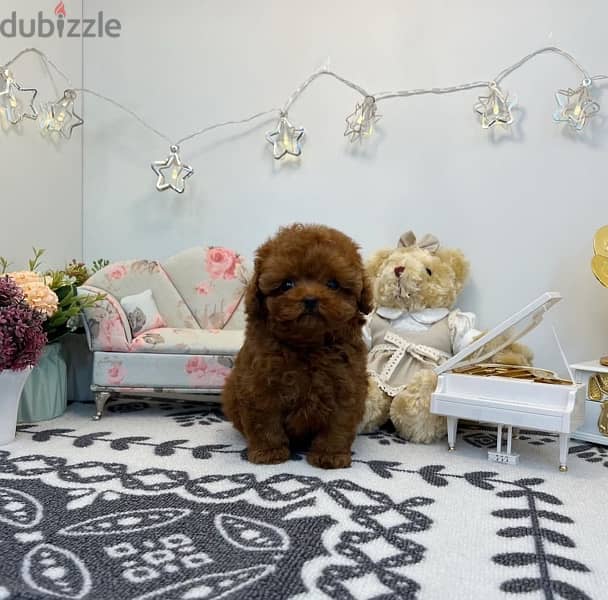 Mini Poodle puppy for sale 0