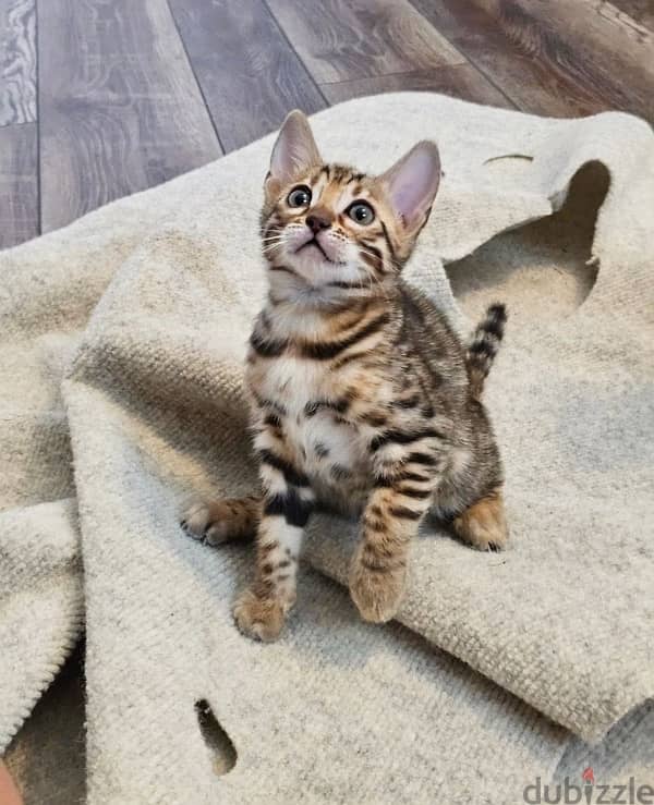 Male Bengal for sale 1