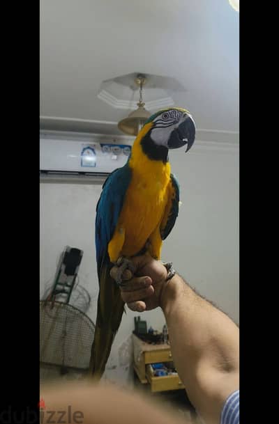 Female Blue & Gold Macaw for sale