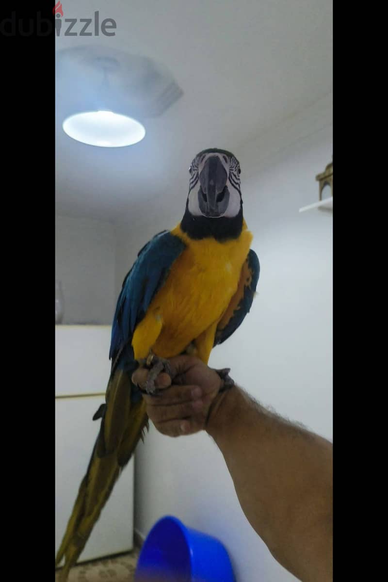 Female Blue & Gold Macaw for sale 1