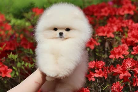 Pomeranian