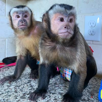 Capuchin monkey// Whatsapp +97455937699