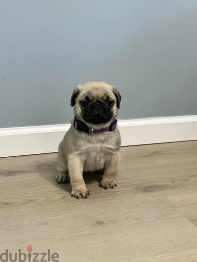 Male pug puppy for sale