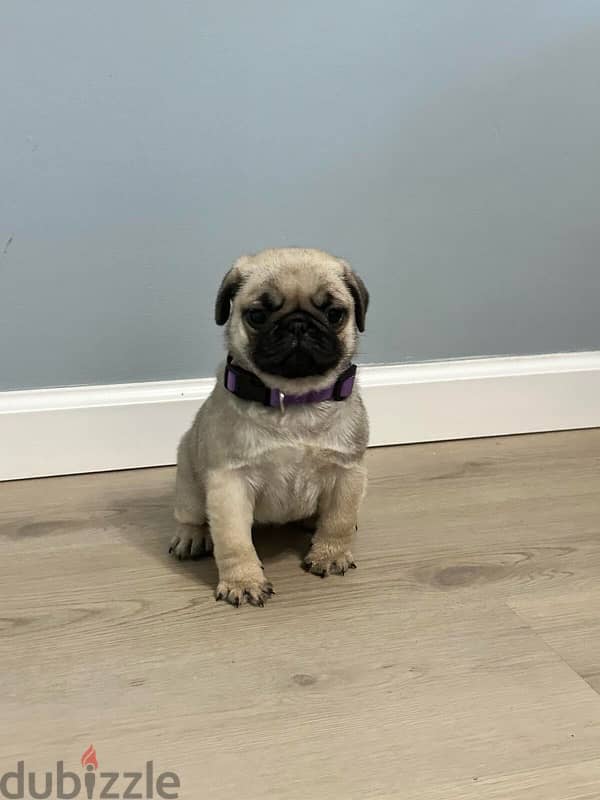 Male pug puppy for sale 0