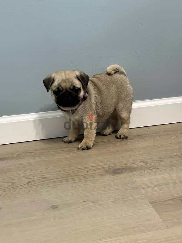 Male pug puppy for sale 1