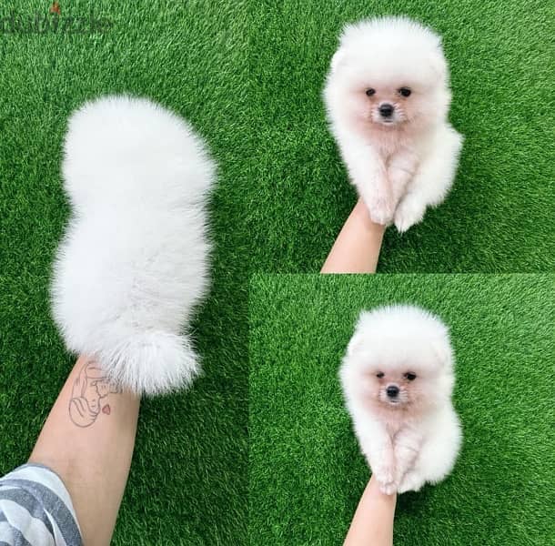 White Purebred Pomeranian 0