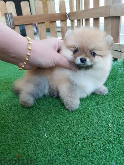 Male Pomeranian for sale