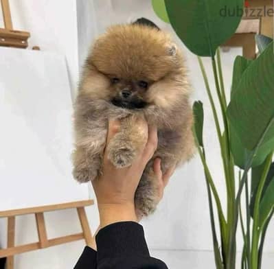 Female Pomeranian for sale