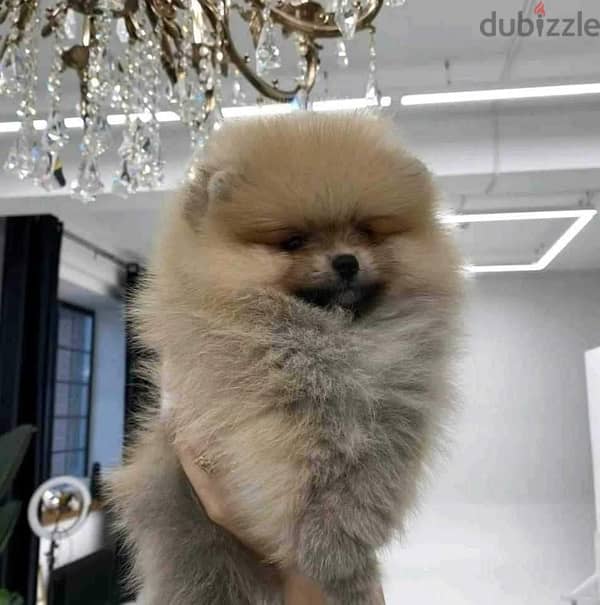 Female Pomeranian for sale 1