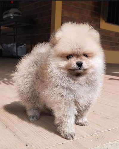 Male Pomeranian for sale