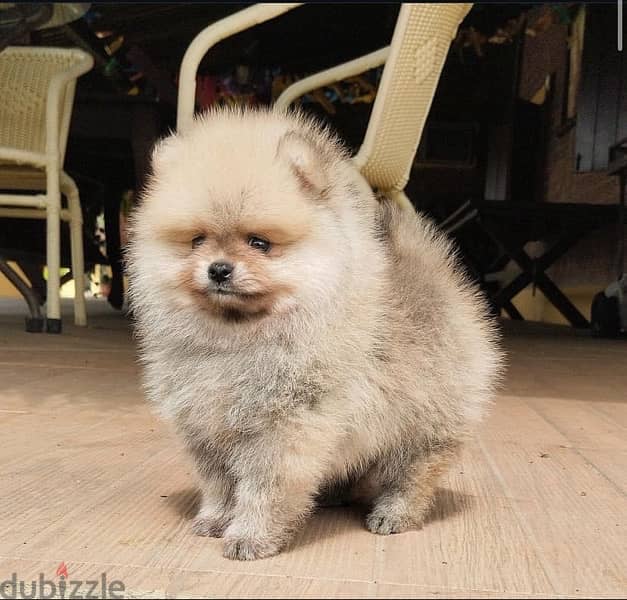 Male Pomeranian for sale 1