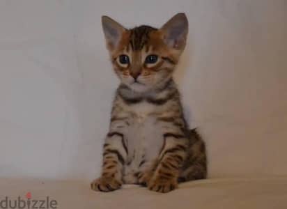 Trained Bengal for sale