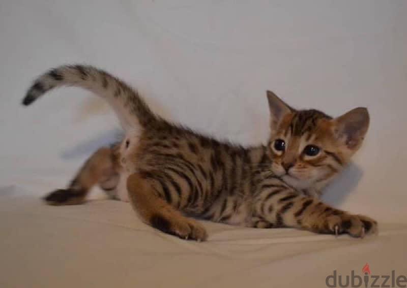 Trained Bengal for sale 1