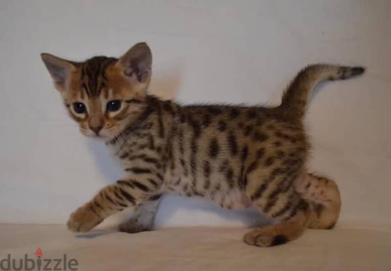 Trained Bengal for sale 3