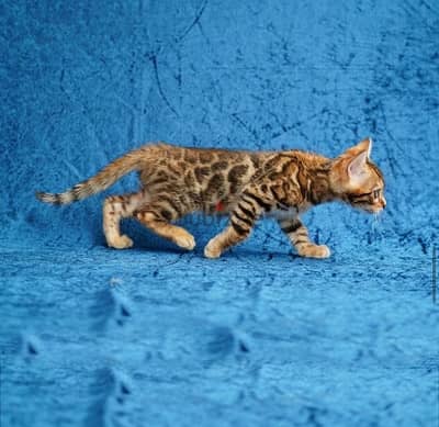 Female Bengal for sale