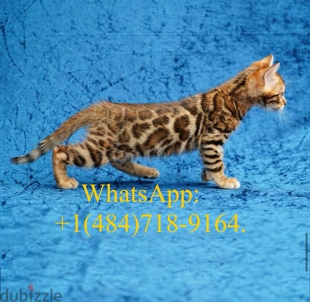 Female Bengal for sale 1