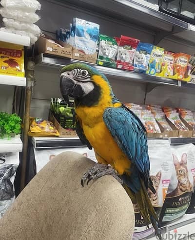 Female Blue & Gold Macaw