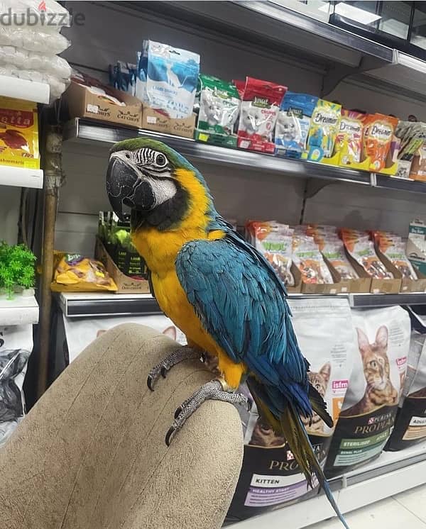 Female Blue & Gold Macaw 1