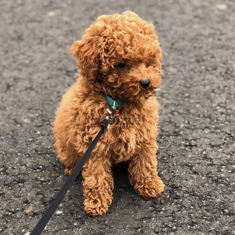 Poodle puppies// WhatsApp +97455792932 0