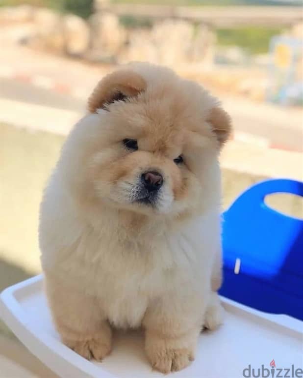 Chow chow puppies// Whatsapp +97455937699 0